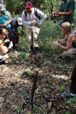 Anaconda coming for lunch