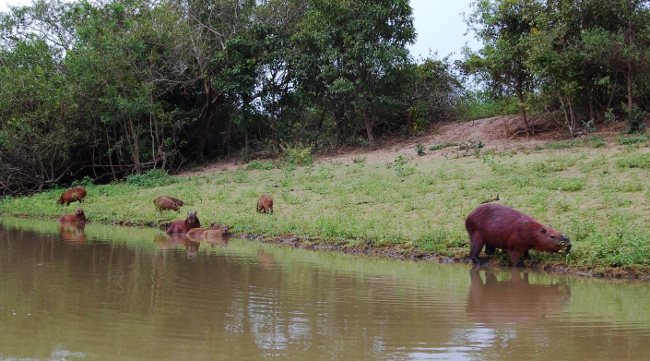 Capibaras Capibaras on a pampas tour
