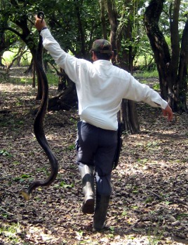 Domingo moving the anaconda during the pampas tour