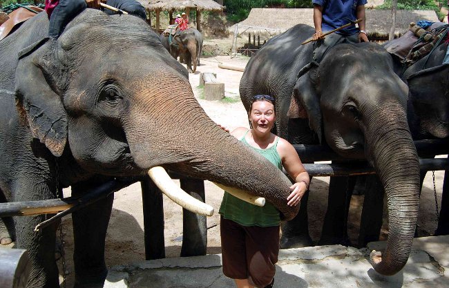 Elephants in Thailand