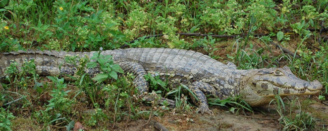 Gators Alligators on pampas trip in Bolivia