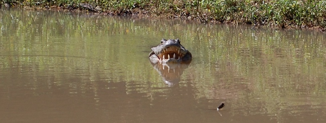 Gators Alligator on the pampas tour