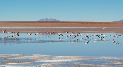 Laguna Hedionda I - Flamingos