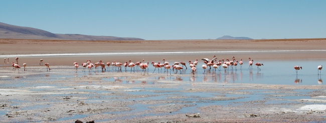 Laguna Hedionda I - Flamingos, Salar de Uyuni Tour, Bolivia
