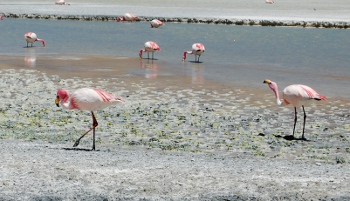 Laguna Hedionda II-Flamingos-Salt Flats Tour, Bolivia