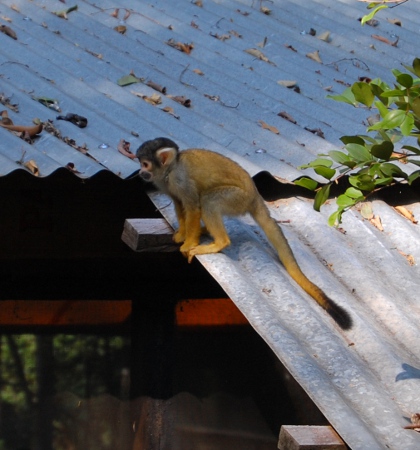 Monkeys in the Bolivian pampas