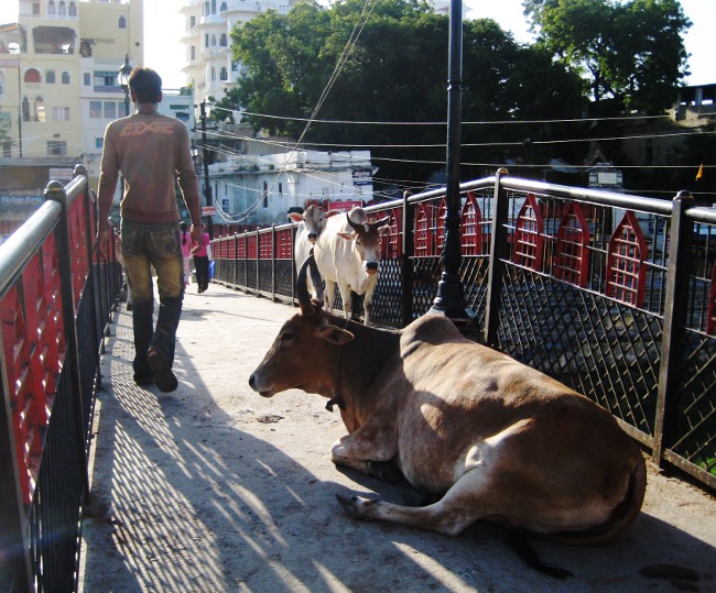 Cows on a bridge, Udaipur, India