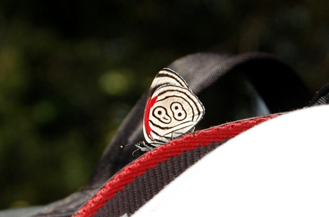 Iguazu butterflies
