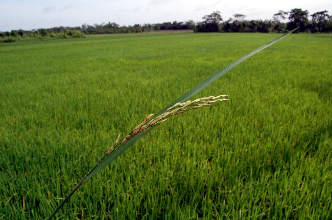 Rice Paddies in SE Asia Rice Paddies in SE Asia