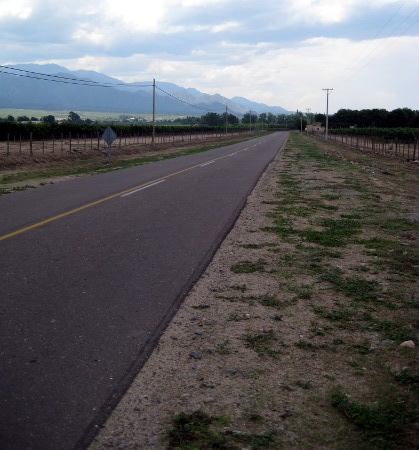 Vineyards on bike ride in Cafayate, Argentina