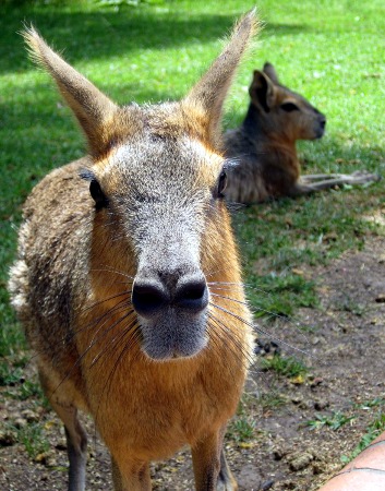 Buenos Aires Zoo (5)