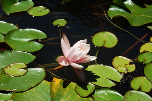 Jardin Botanico--Buenos Aires, Argentina (2)