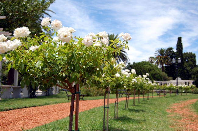 Rose Garden, Parque 3 de Febrero, Palermo, Buenos Aires, Argentina (2) Rose Garden, Parque 3 de Febrero, Palermo, Buenos Aires, Argentina (2)