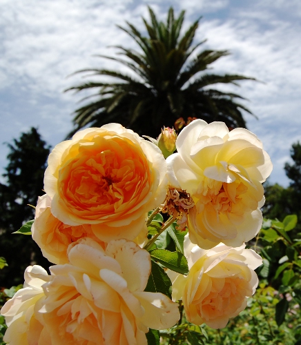 Rose Garden, Parque 3 de Febrero, Palermo, Buenos Aires, Argentina (3) Rose Garden, Parque 3 de Febrero, Palermo, Buenos Aires, Argentina (3)