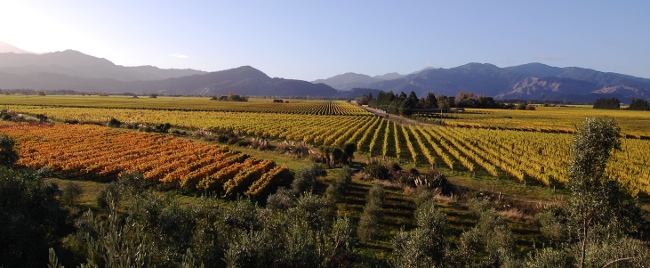 Seresin Winery in New Zealand