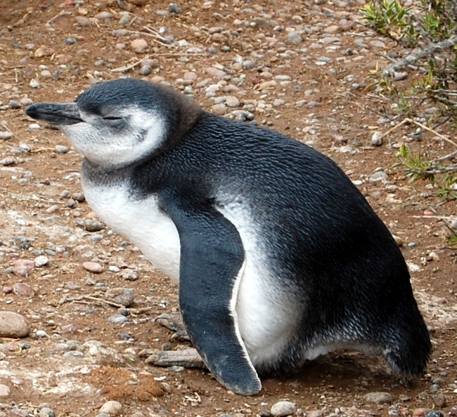 Baby penguin