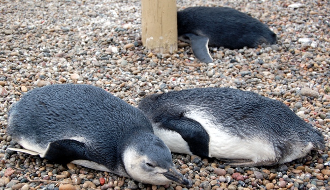 Chillin penguins