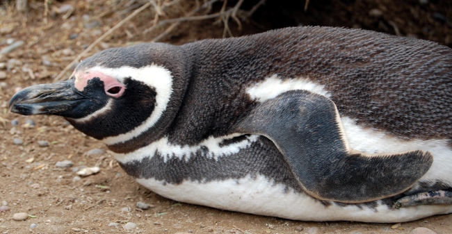 Fat lazy penguin