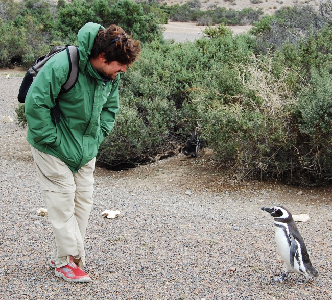 Killer penguin
