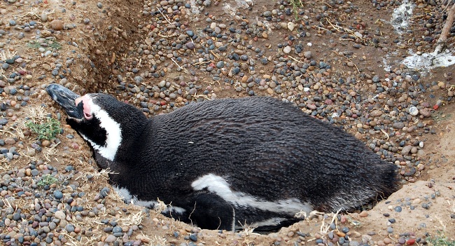 Lazy penguin