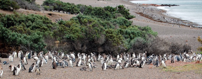 Lots of penguins, Punta Tombo, Patagonia, Argentina Lots of penguins, Punta Tombo, Patagonia, Argentina