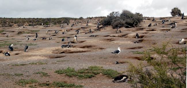 Lots of penguins