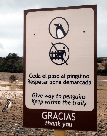 Penguin right of way