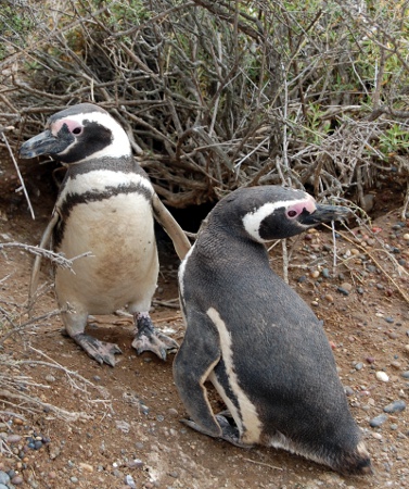 Penguins