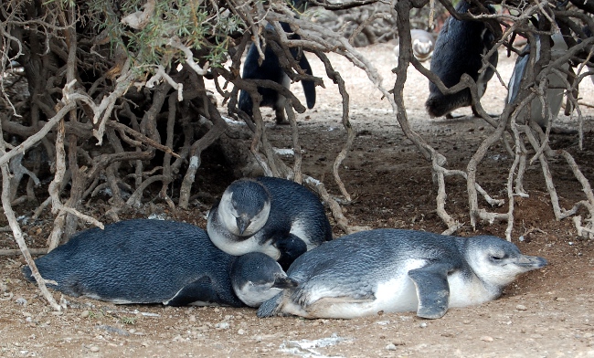 Sleeping penguins
