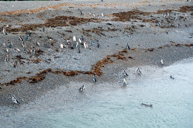 Swimming penguins 2