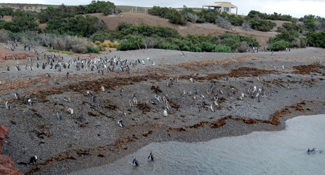 Swimming penguins
