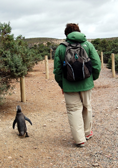 Walking with penguins at Punta Tombo