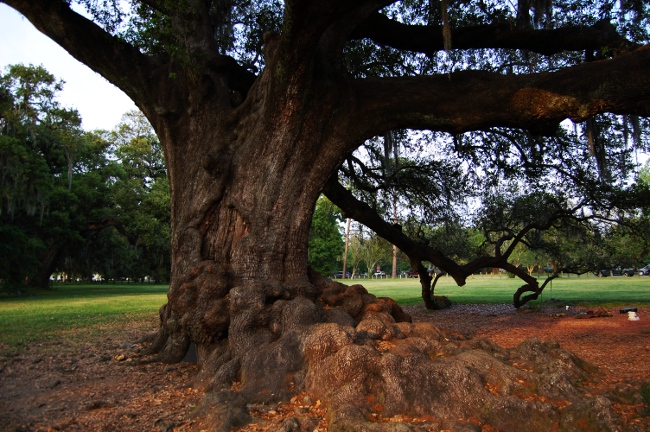Tree of Life in Audubon Park, New Orleans, Louisiana Tree of Life in Audubon Park, New Orleans, Louisiana