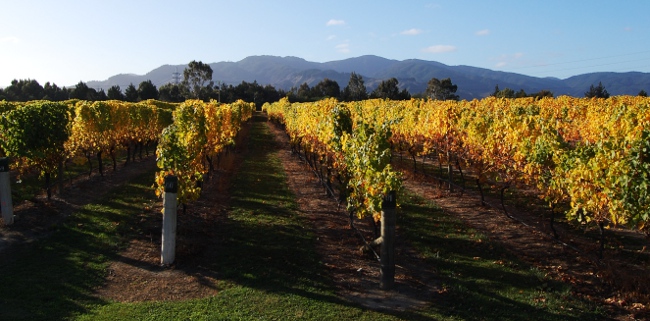 Forrest Winery outside Blenheim, South Island, New Zealand Forrest Winery outside Blenheim, South Island, New ZealandForrest Winery outside Blenheim, South Island, New Zealand