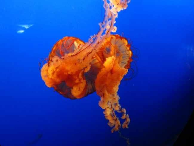 Vancouver Aquarium in Stanley Park Vancouver Aquarium in Stanley Park
