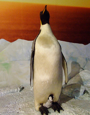 Penguin, Phillip Island Nature Parks, Australia